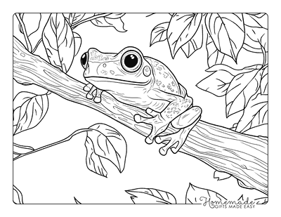 Frog Coloring Pages Treefrog on a Branch