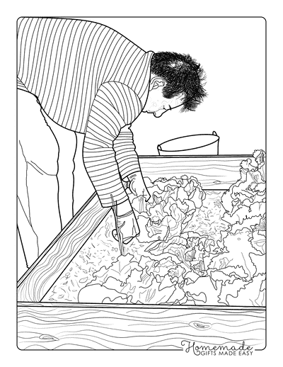 Garden Coloring Pages Old Man Harvesting Lettuce