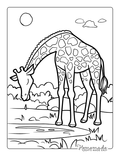 Giraffe Coloring Pages Cute Giraffe Drinking Water