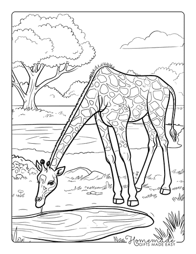 Giraffe Coloring Pages Realistic Giraffe Drinking Water