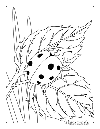 Ladybug Coloring Pages Cute Realistic Ladybug on Leaves