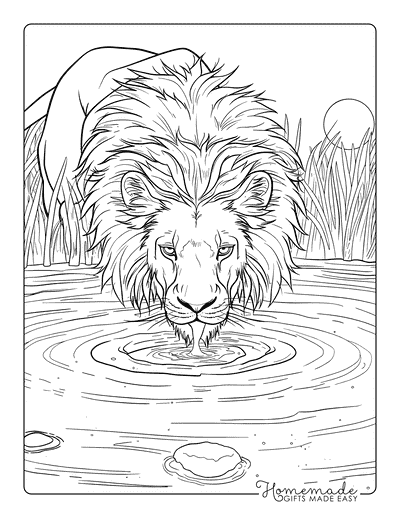 Lion Coloring Pages Realistic Male Lion Drinking Water