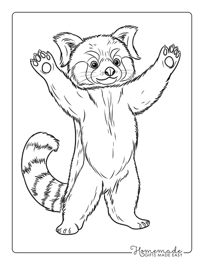 Panda Coloring Pages Easy Cute Red Panda Standing on Back Legs