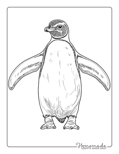 Penguin Coloring Pages Realistic Penguin