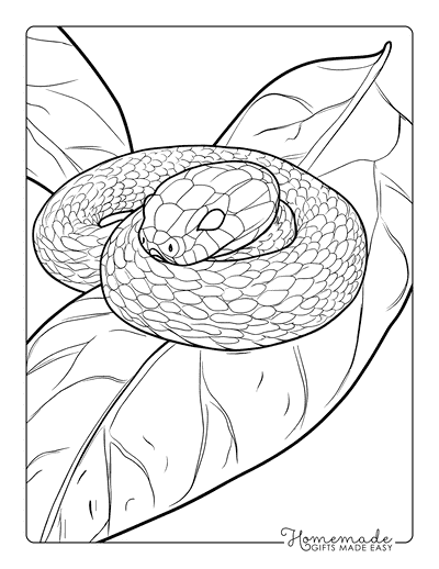 Snake Coloring Pages Cute Baby Snake Sleeping on Leaf